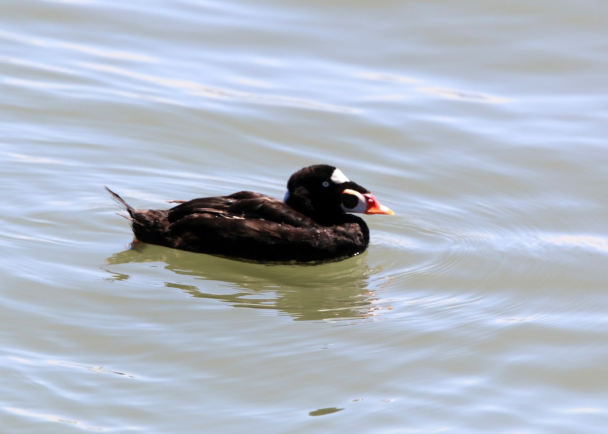 Surf Scoter - William Clark