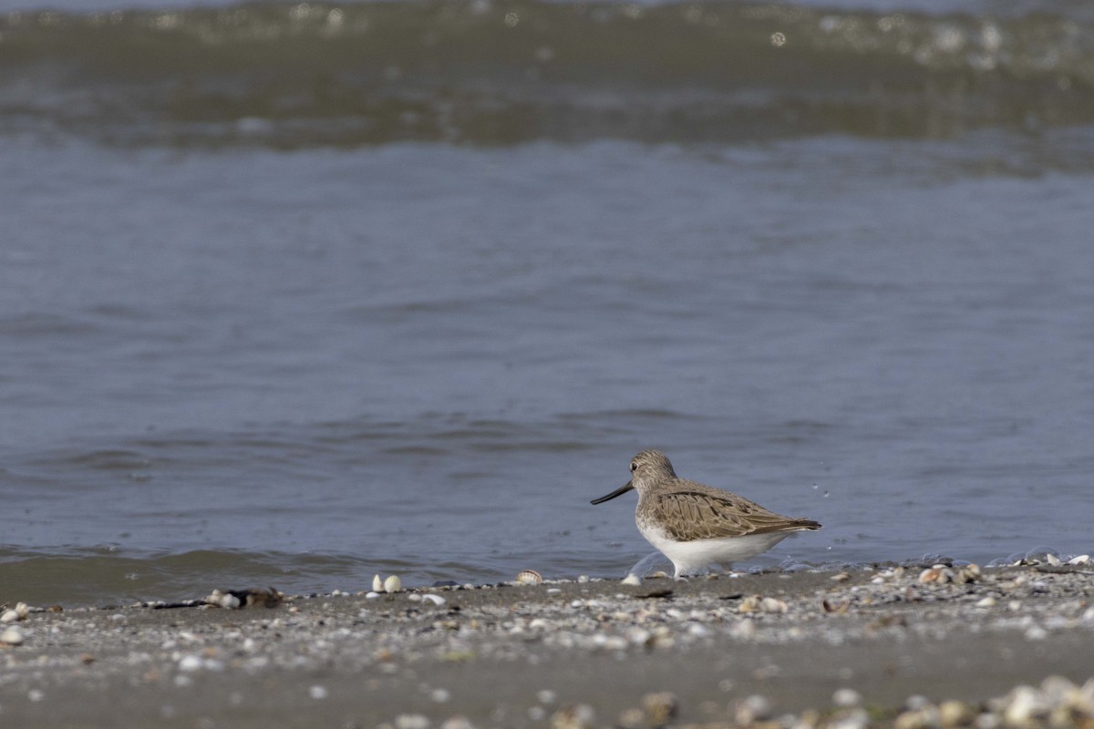 Terek Sandpiper - Pantea Golzari