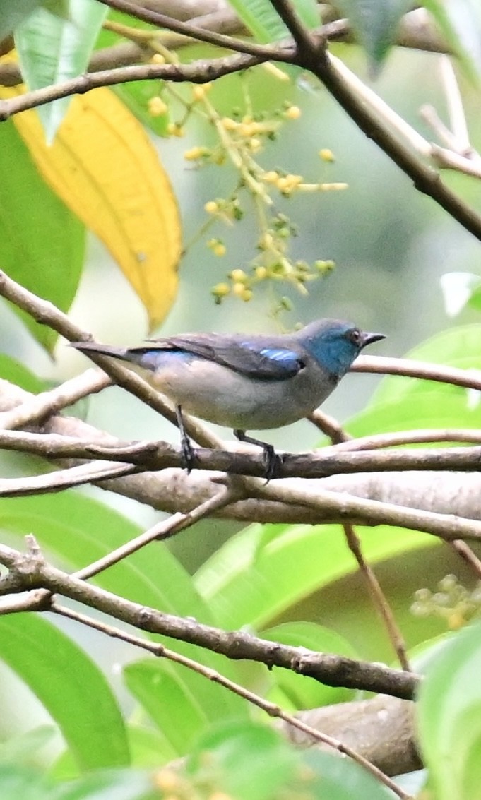 Scarlet-thighed Dacnis - Vivian Fung