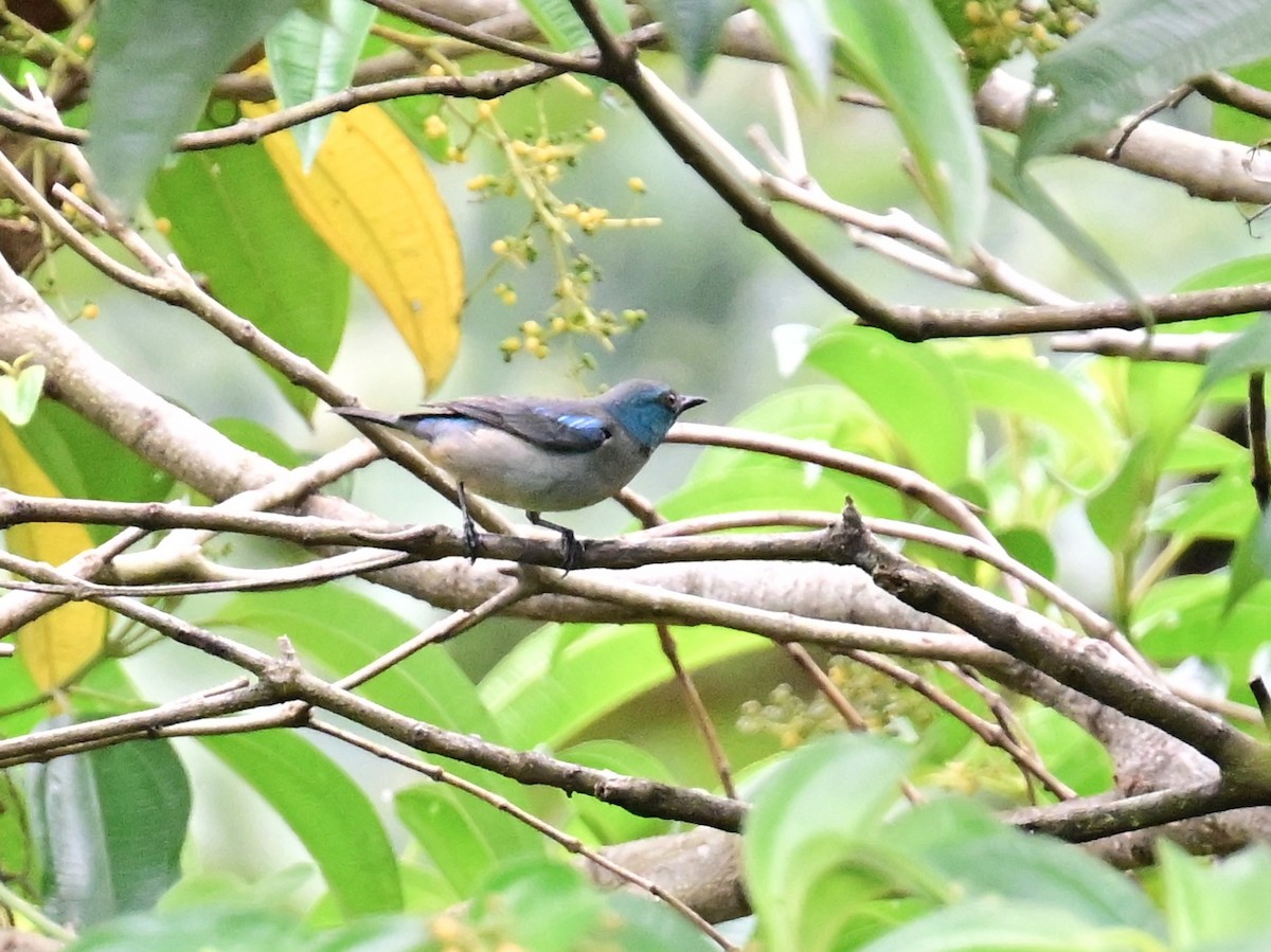 Scarlet-thighed Dacnis - Vivian Fung