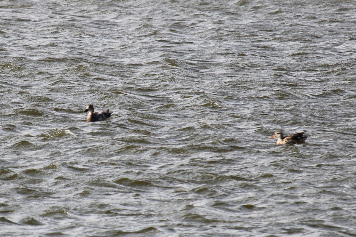 Gadwall - Connor Thomas