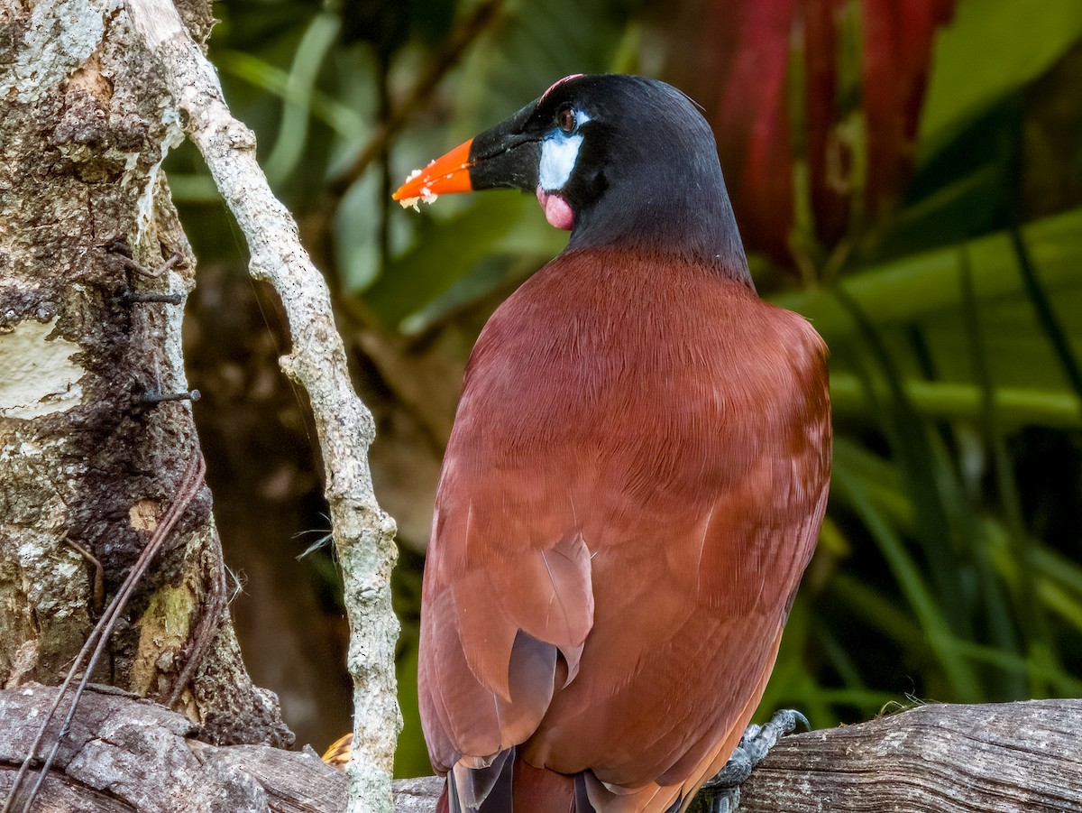 Montezuma Oropendola - Imogen Warren