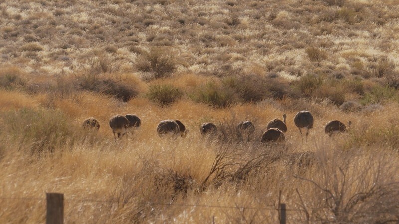 Lesser Rhea - Walter González