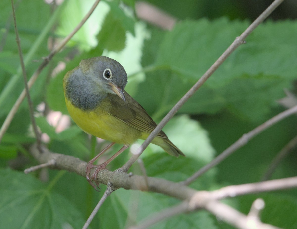 Connecticut Warbler - Sean McCann