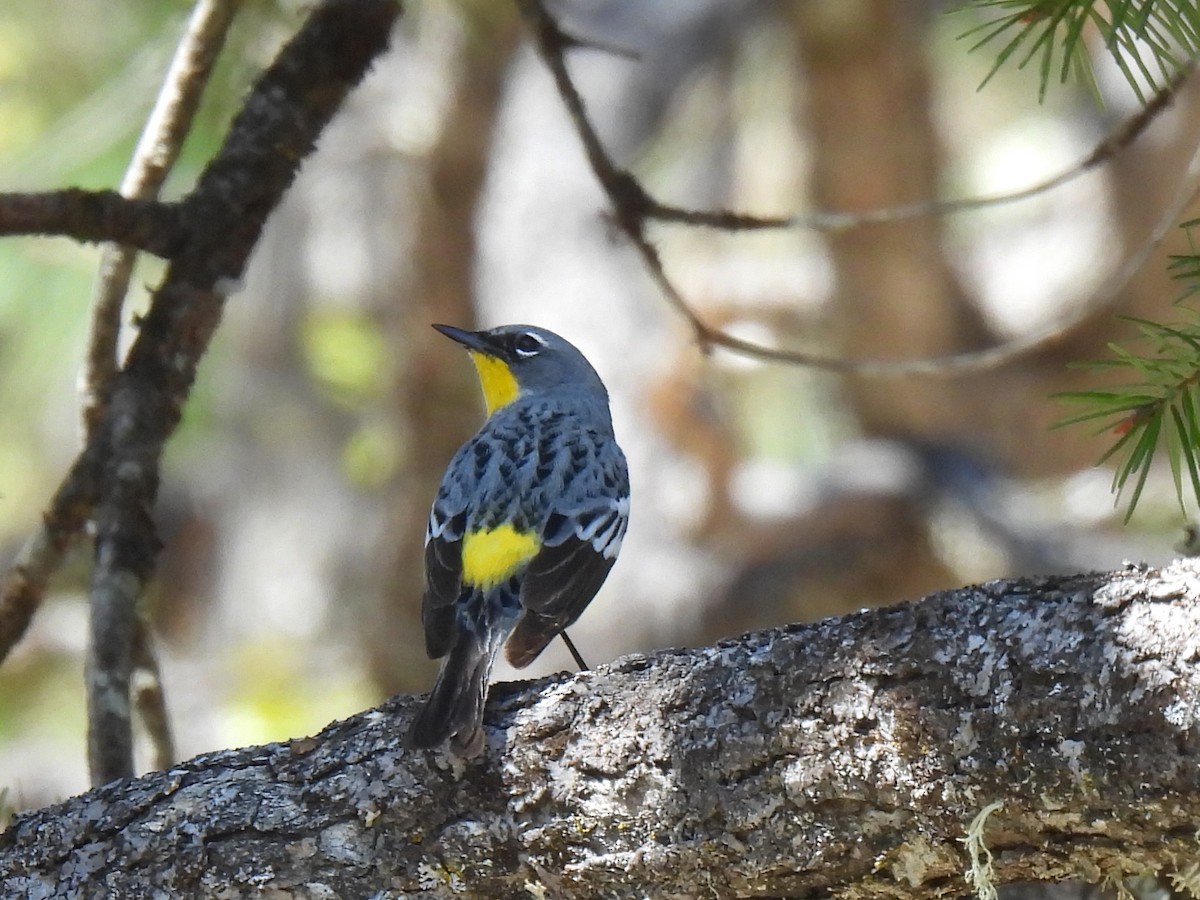 Yellow-rumped Warbler (Audubon's) - Dave Catterson