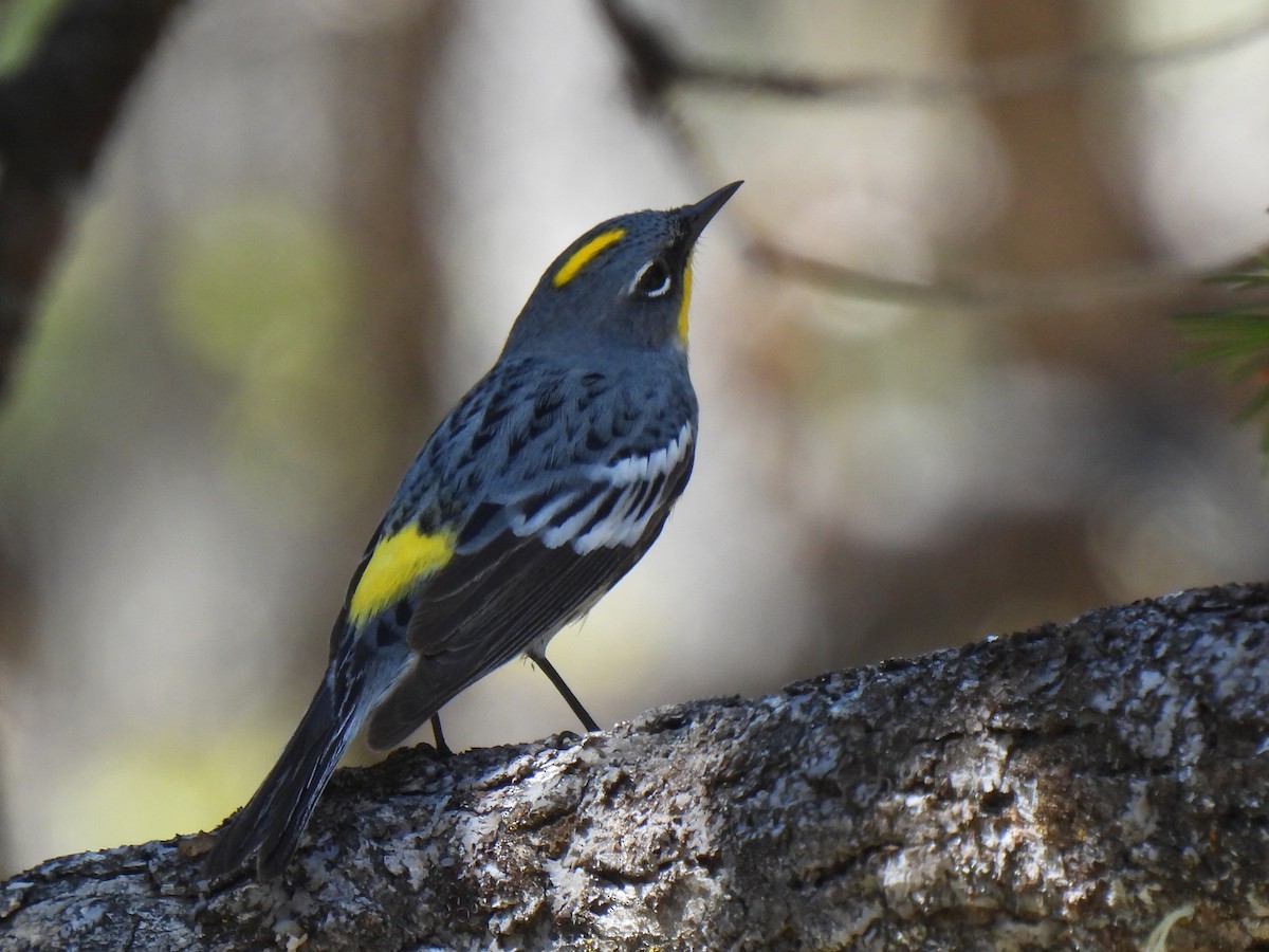 Yellow-rumped Warbler (Audubon's) - Dave Catterson