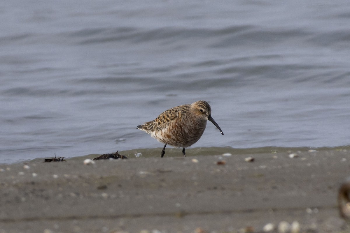 Curlew Sandpiper - Pantea Golzari