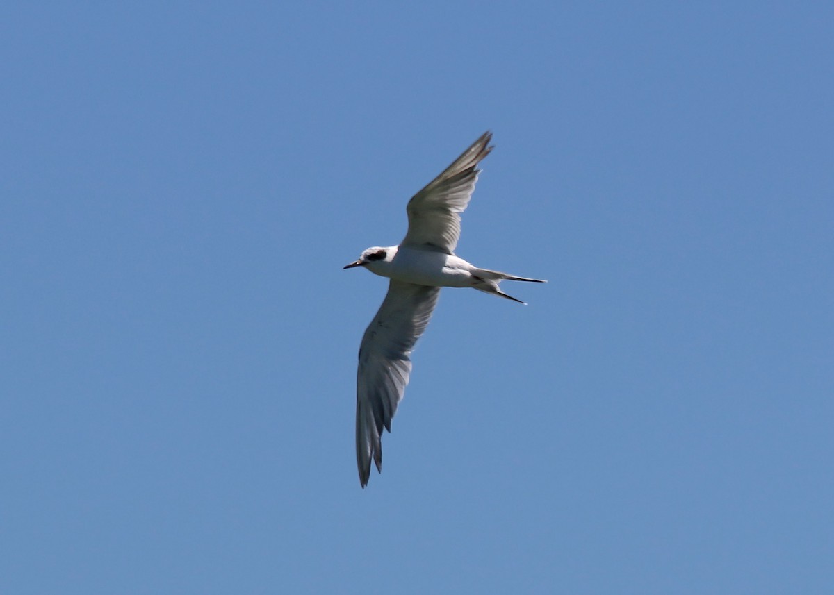 Forster's Tern - ML619429890