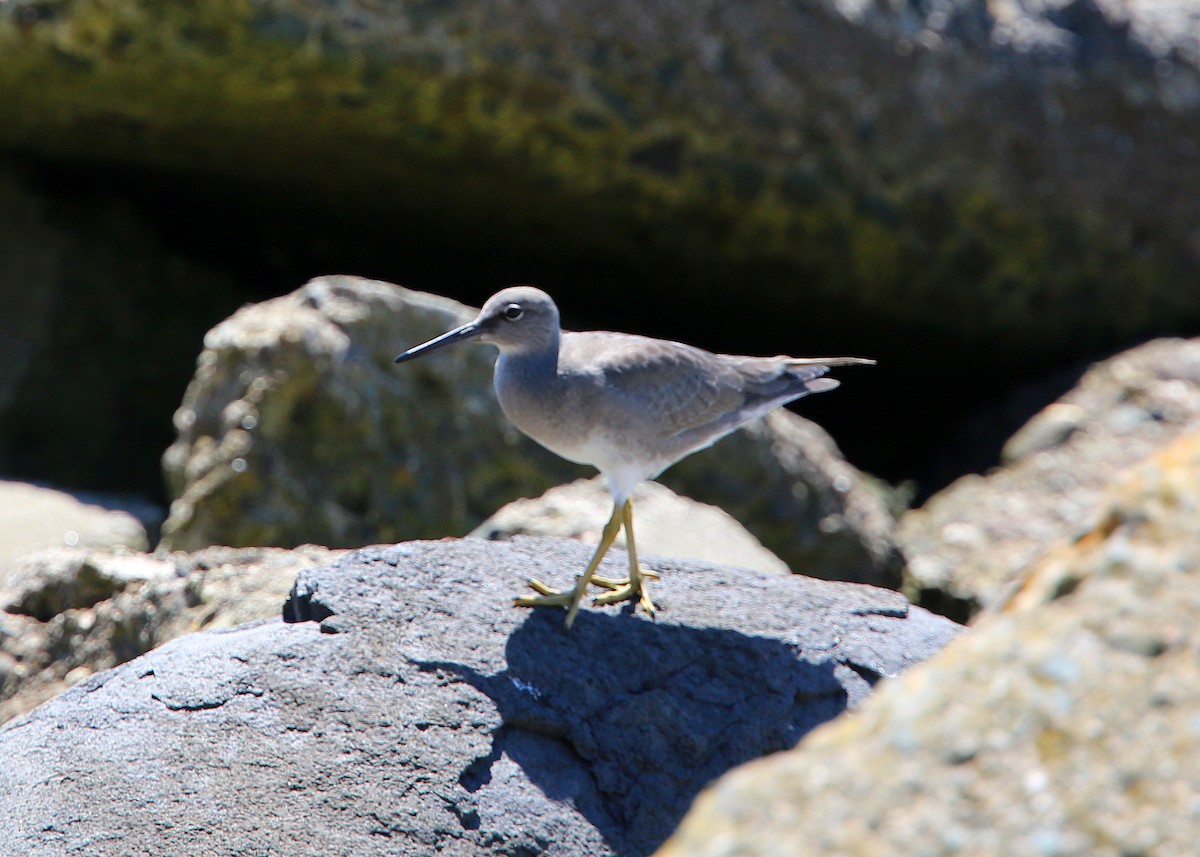 Wandering Tattler - ML619429898