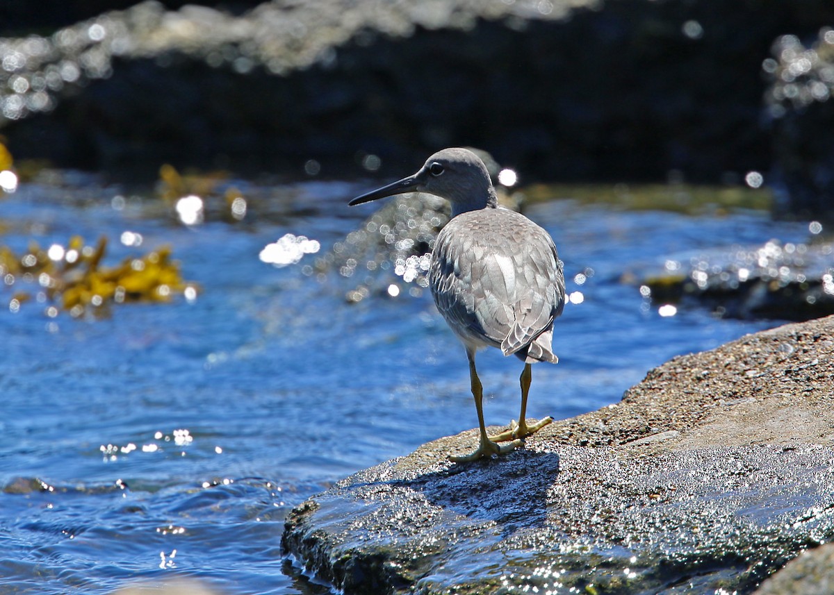 Wandering Tattler - ML619429909