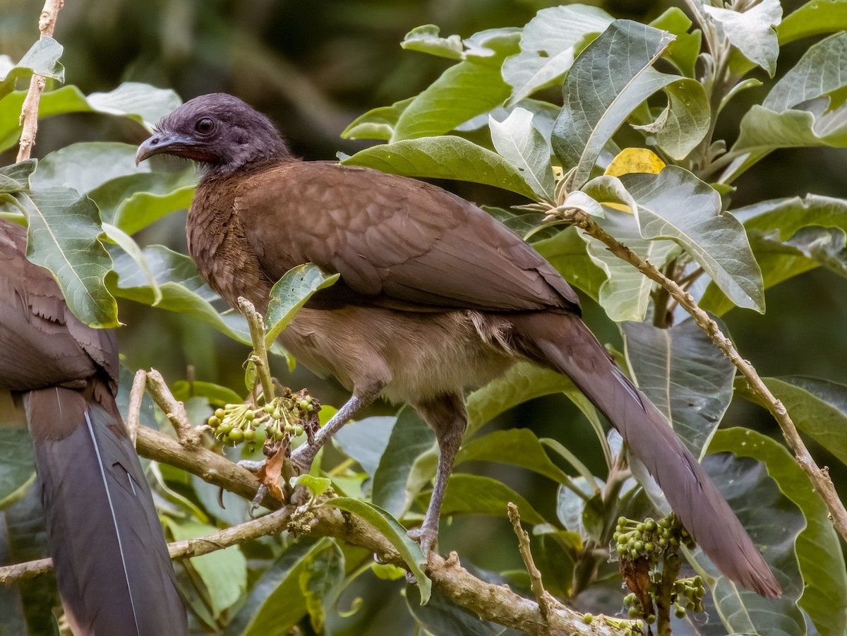 Gray-headed Chachalaca - Imogen Warren