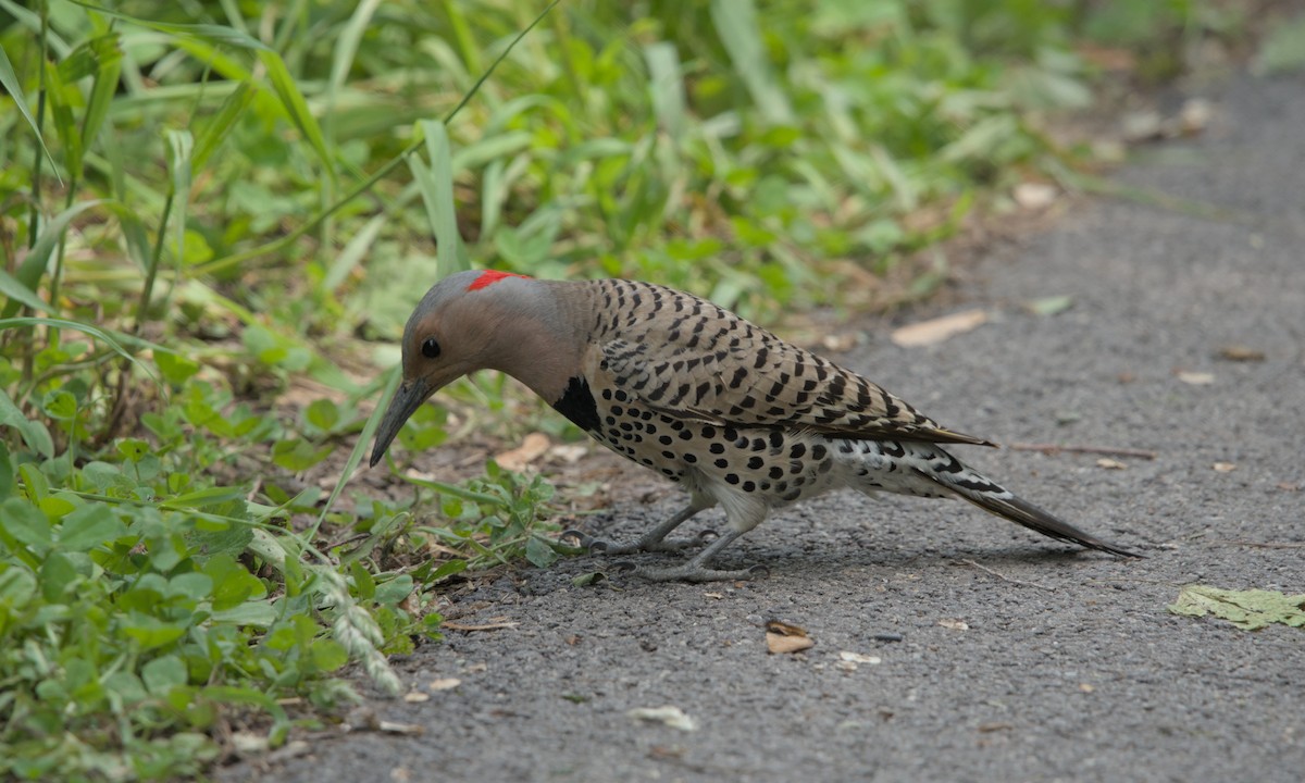 Northern Flicker - Sean McCann