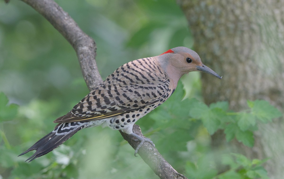 Northern Flicker - Sean McCann