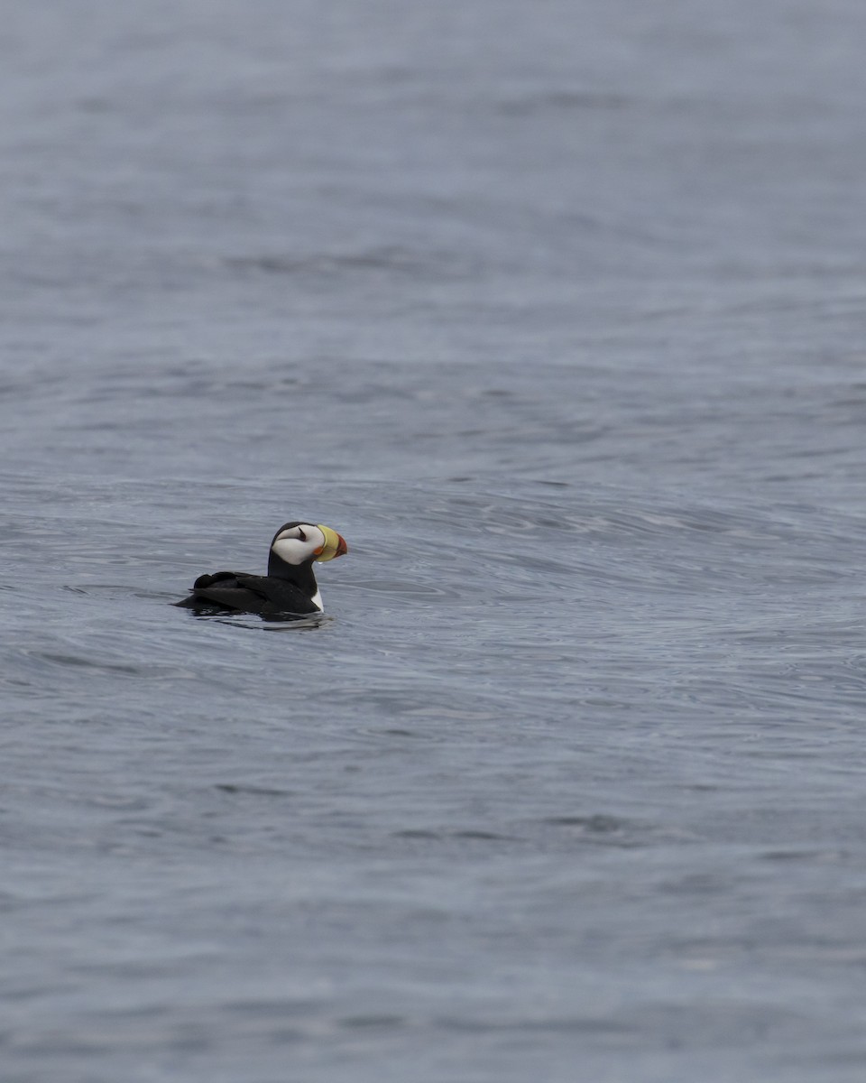 Horned Puffin - ML619429921