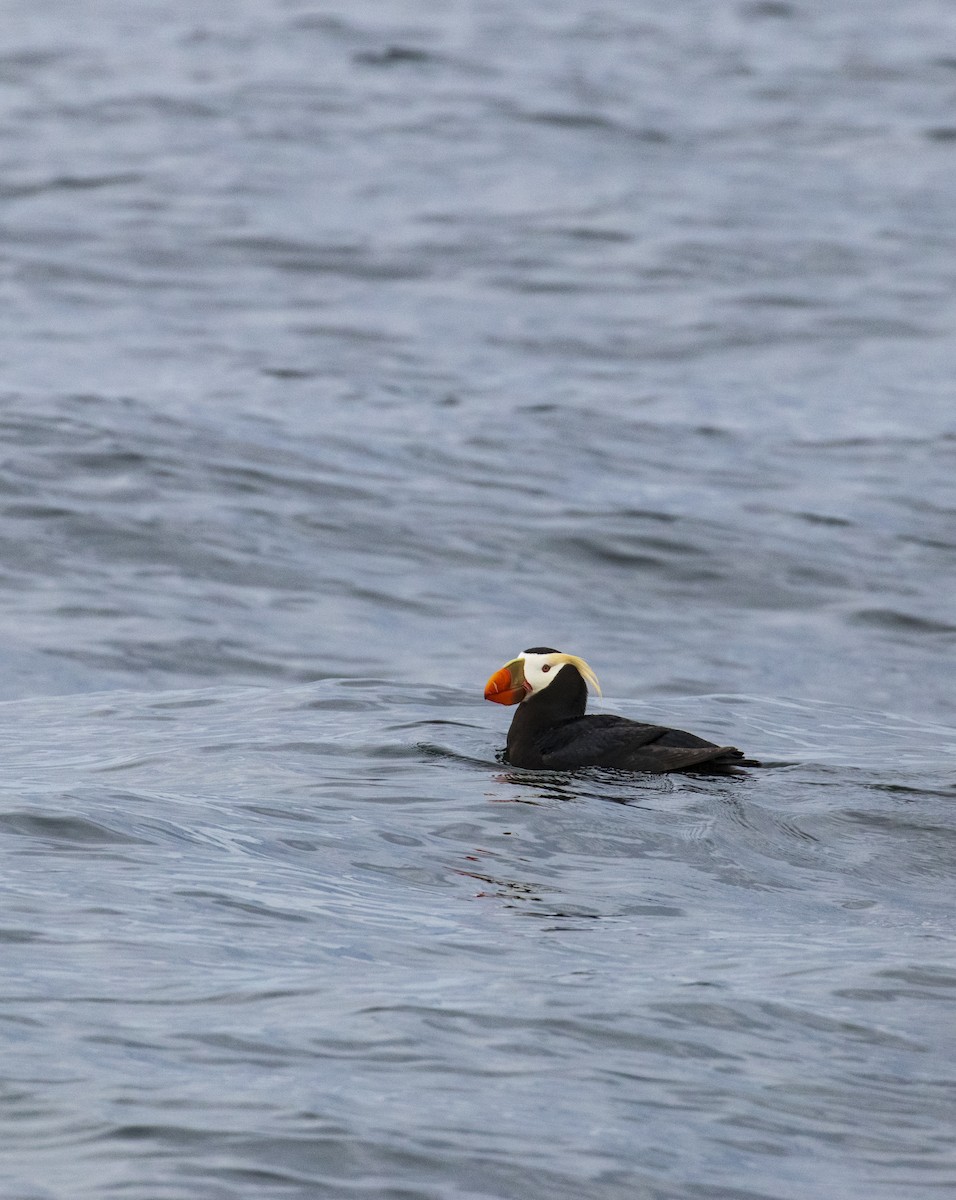 Tufted Puffin - Mark Sawyer