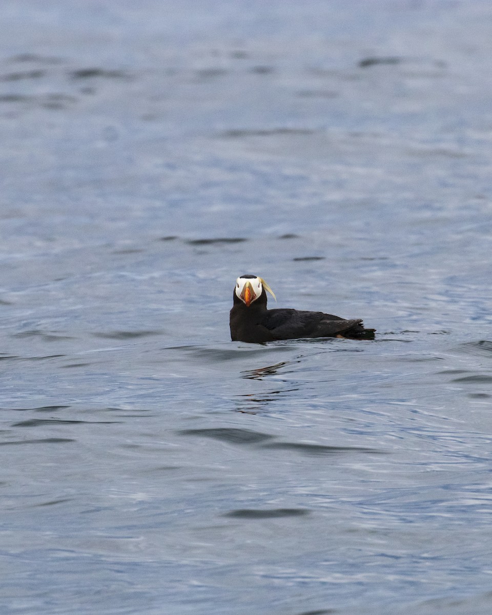 Tufted Puffin - Mark Sawyer