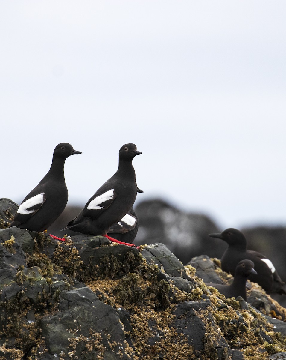 Pigeon Guillemot - Mark Sawyer