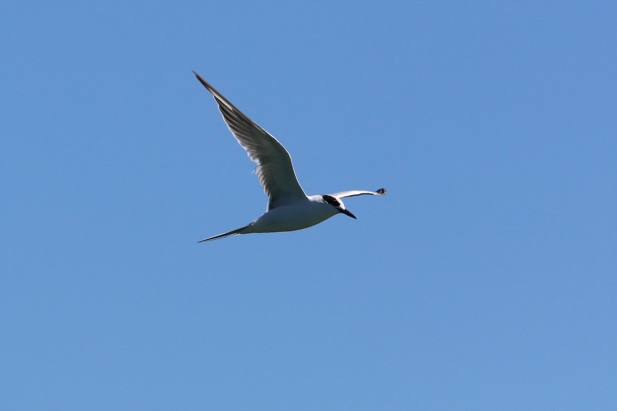 Forster's Tern - ML619429942