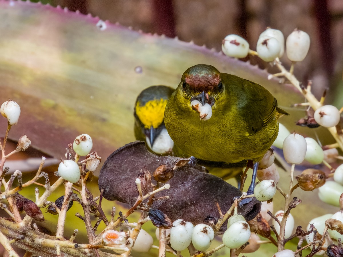 Olive-backed Euphonia - Imogen Warren