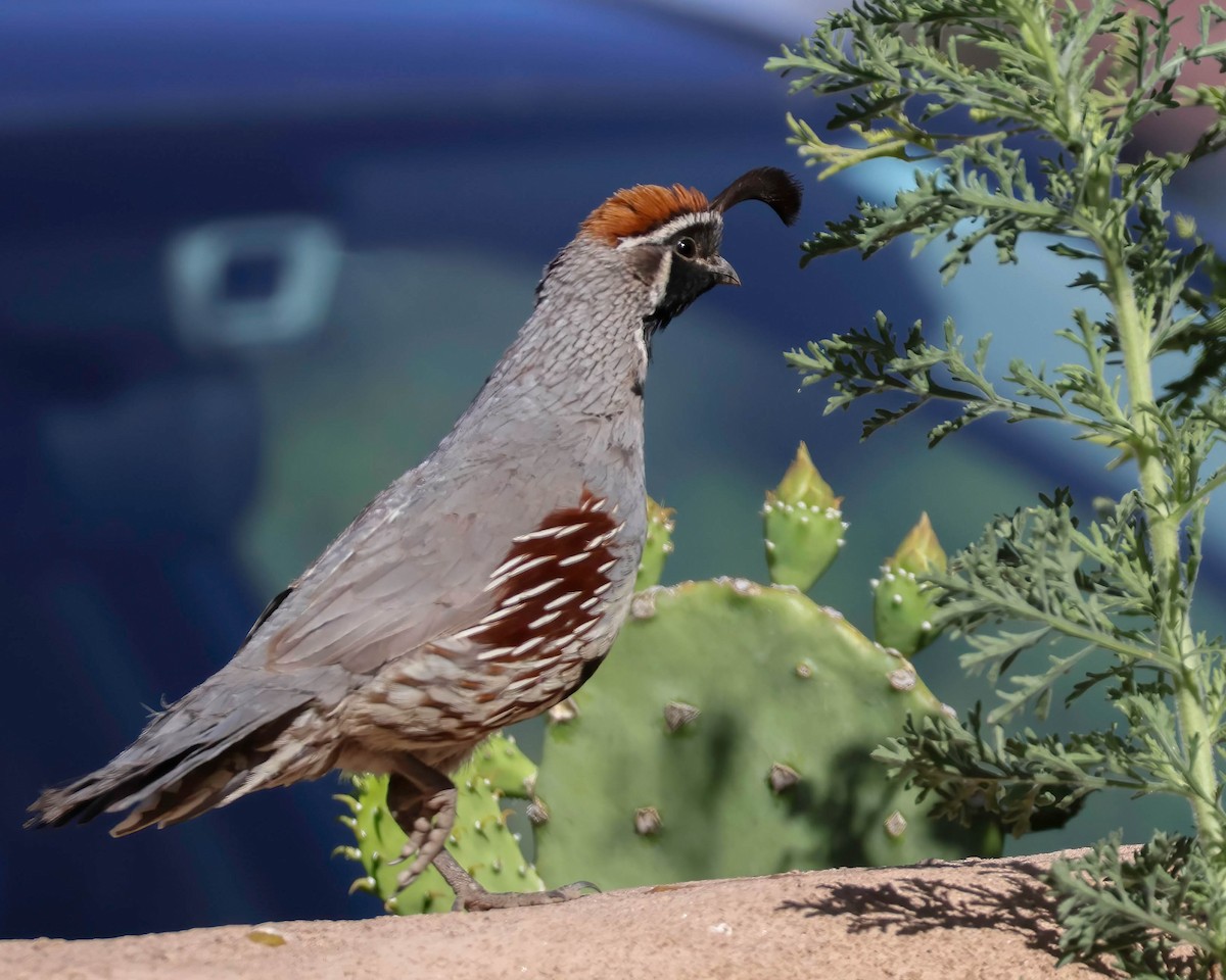 Gambel's Quail - Sue Smith