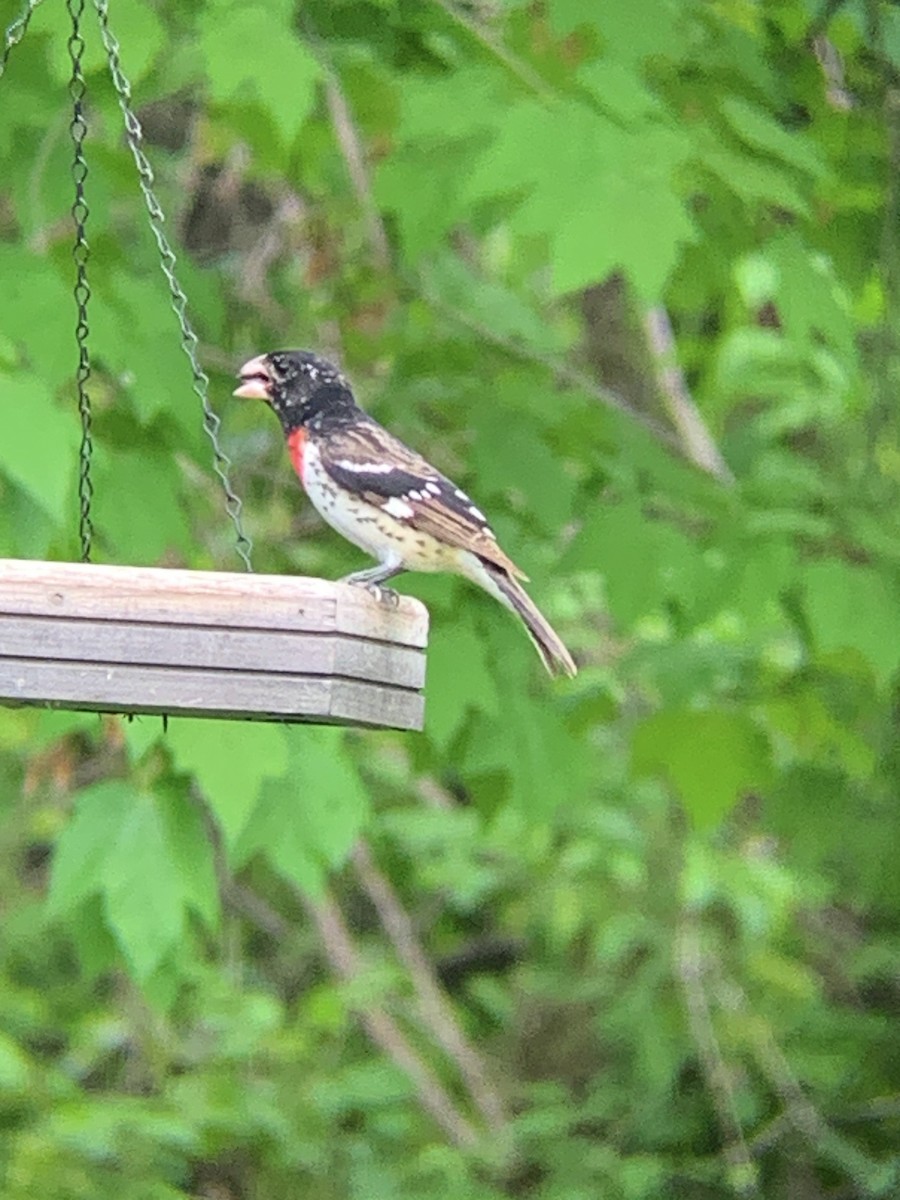 Rose-breasted Grosbeak - Raymond Rosselot