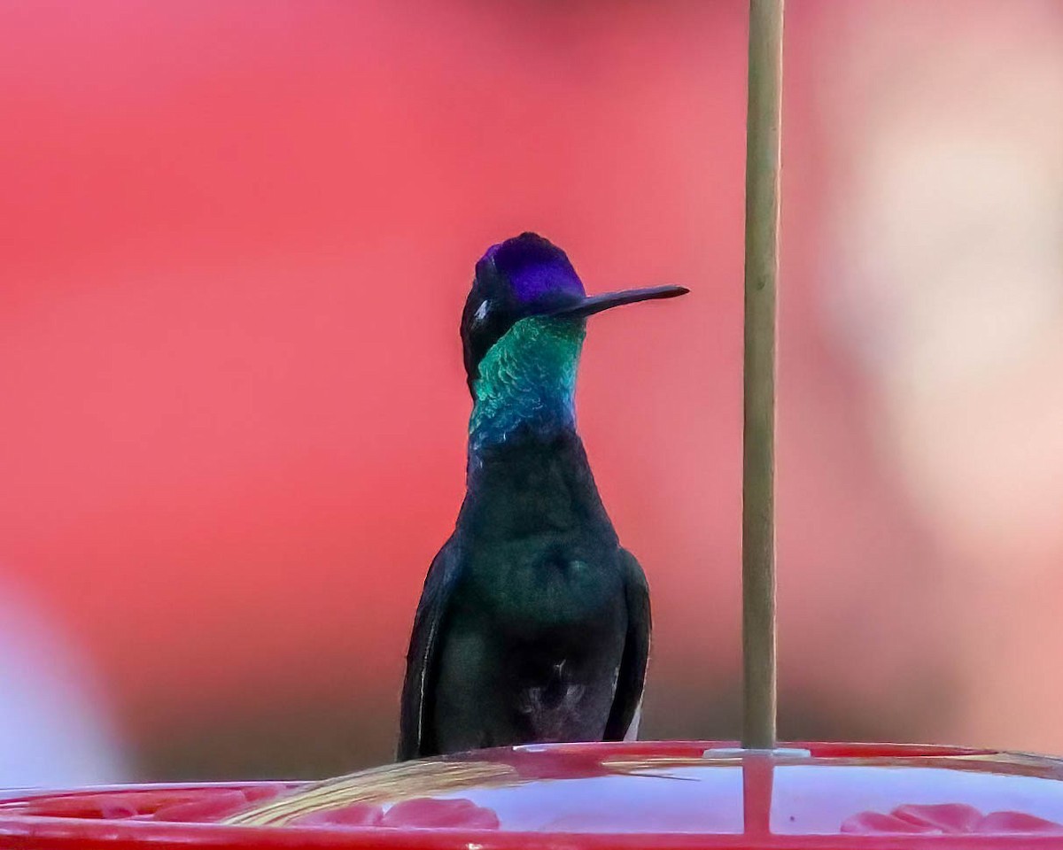 Rivoli's Hummingbird - Sue Smith