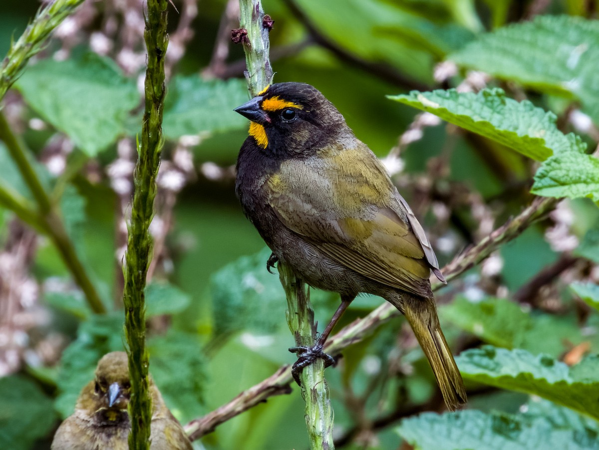 Yellow-faced Grassquit - Imogen Warren