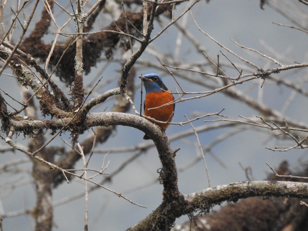 Blue-capped Rock-Thrush - Suebsawat Sawat-chuto