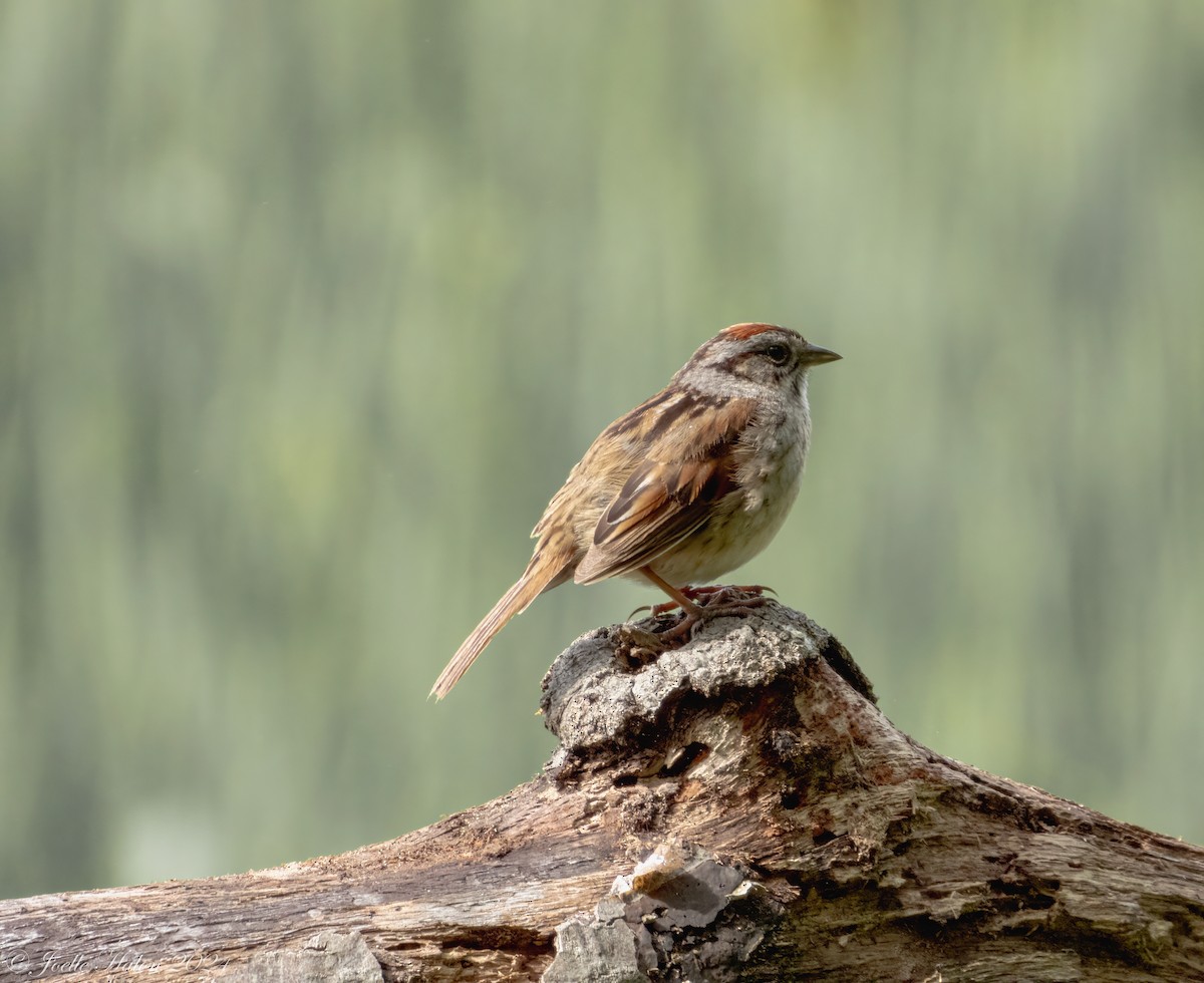 Swamp Sparrow - JT Santangelo