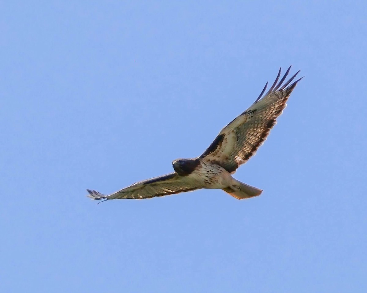 Red-tailed Hawk - Sue Smith