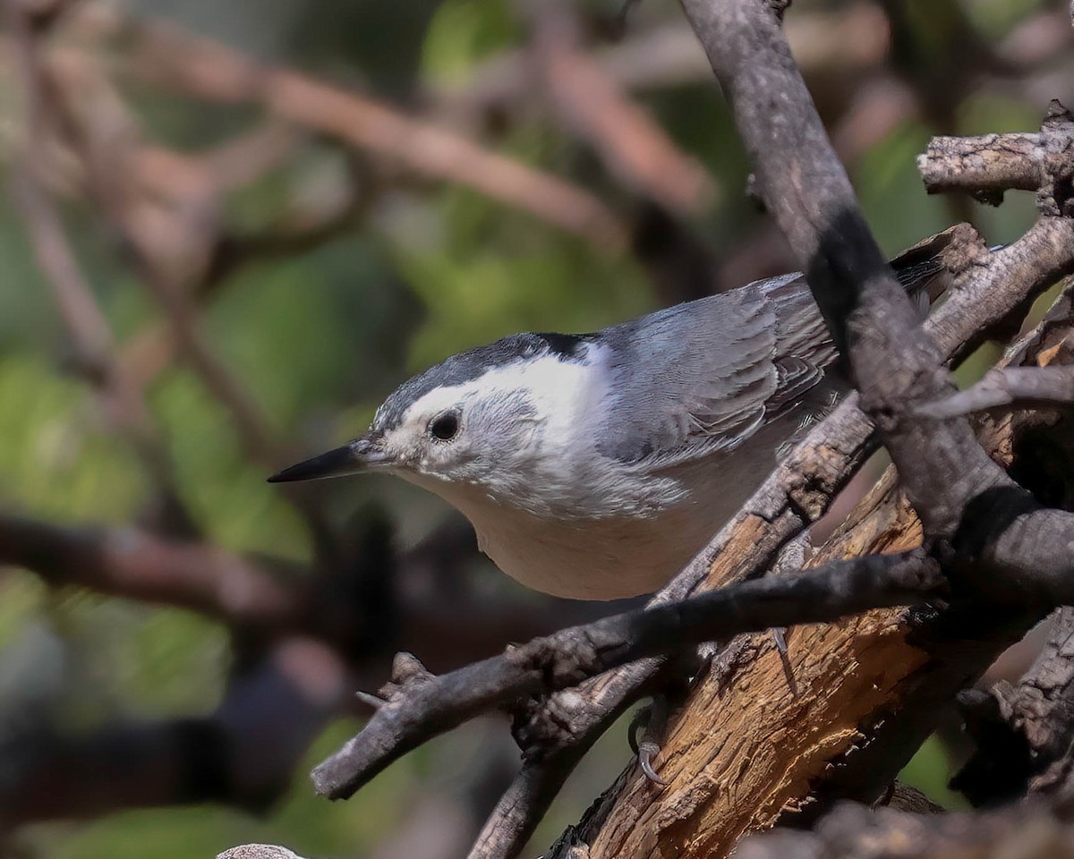 White-breasted Nuthatch - Sue Smith