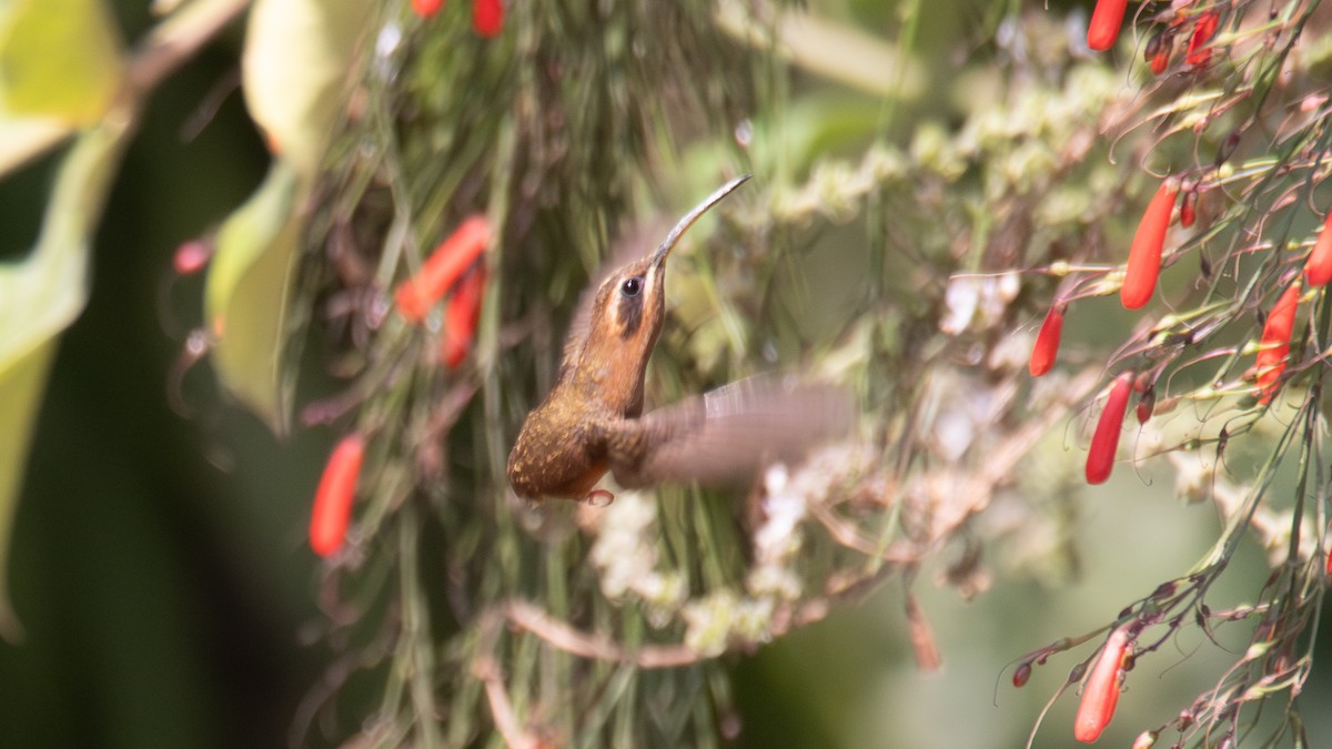 Пестрогорлый колибри-отшельник - ML619429983