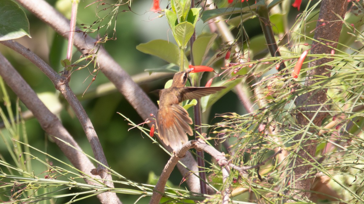 Пестрогорлый колибри-отшельник - ML619429984