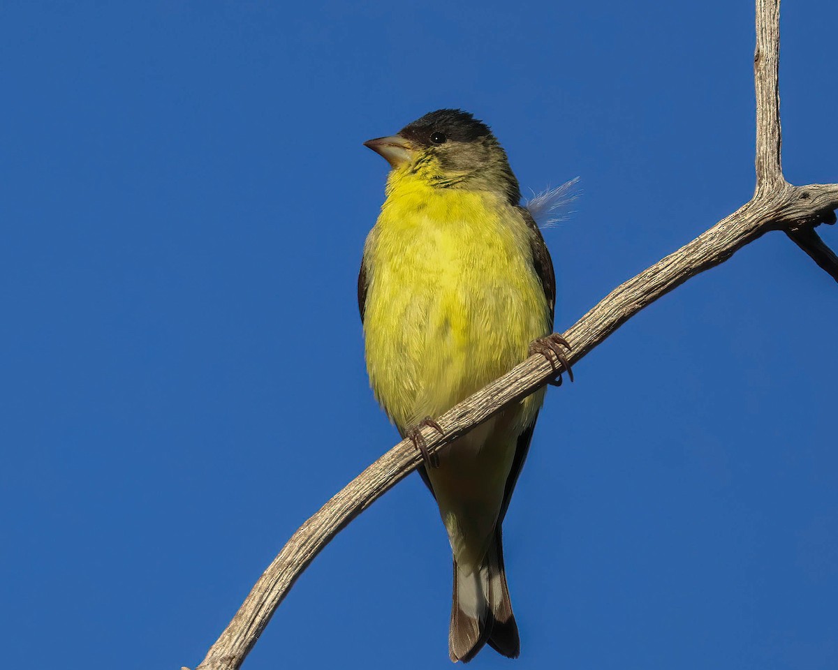 Lesser Goldfinch - Sue Smith