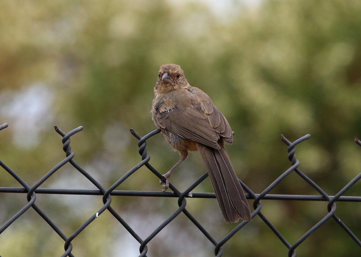 California Towhee - ML619429990