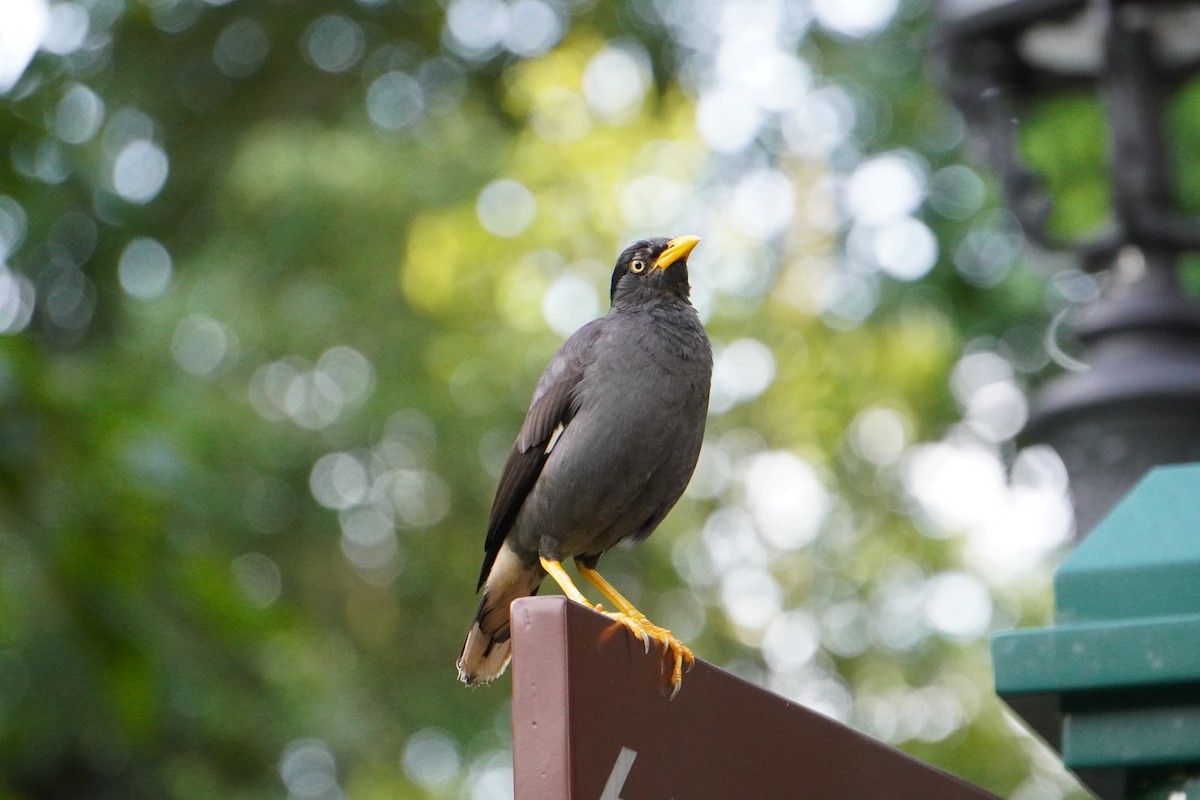 Javan Myna - Shiyu Ding