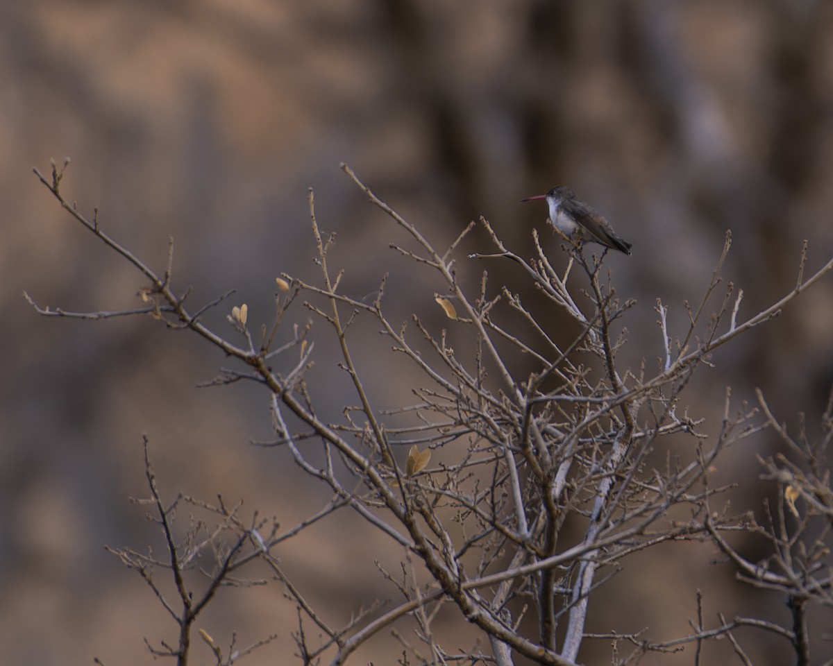 Violet-crowned Hummingbird - ML619430006