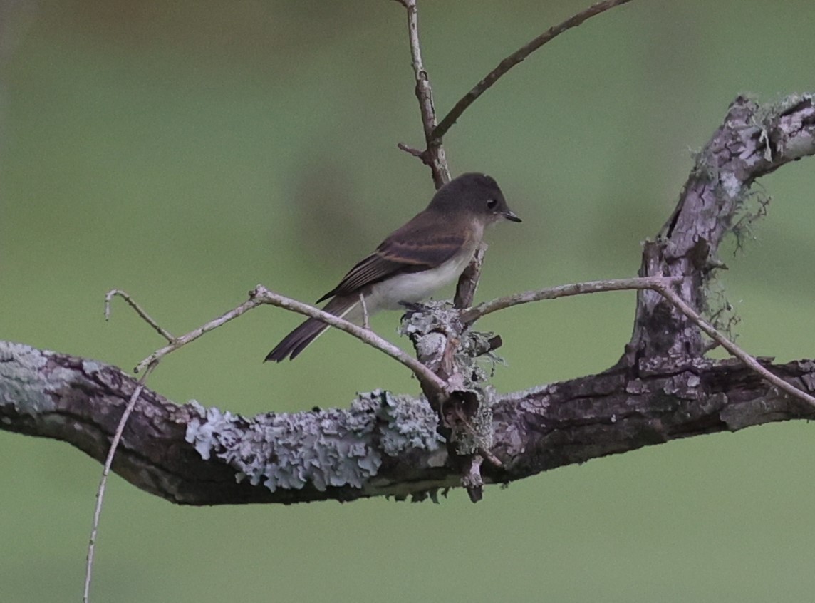 Eastern Phoebe - Margareta Wieser