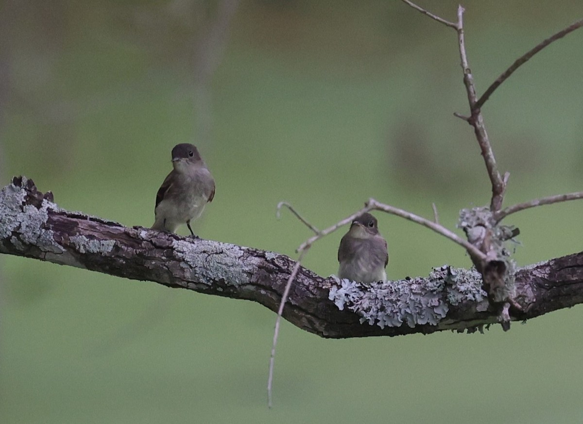 Eastern Phoebe - Margareta Wieser