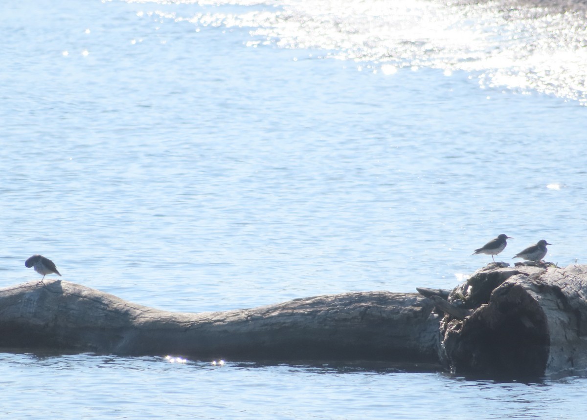 Spotted Sandpiper - ML619430018