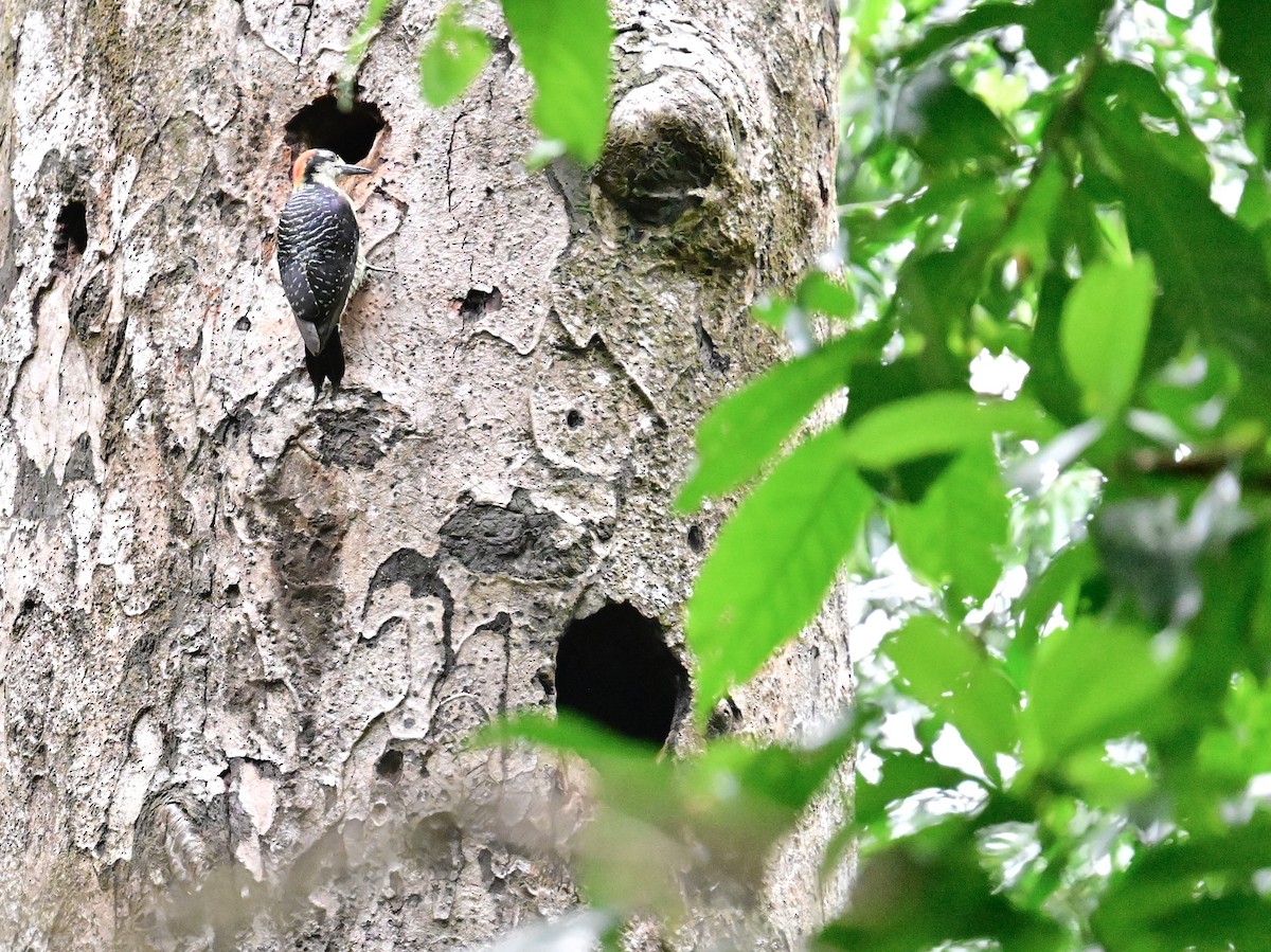 Black-cheeked Woodpecker - Vivian Fung