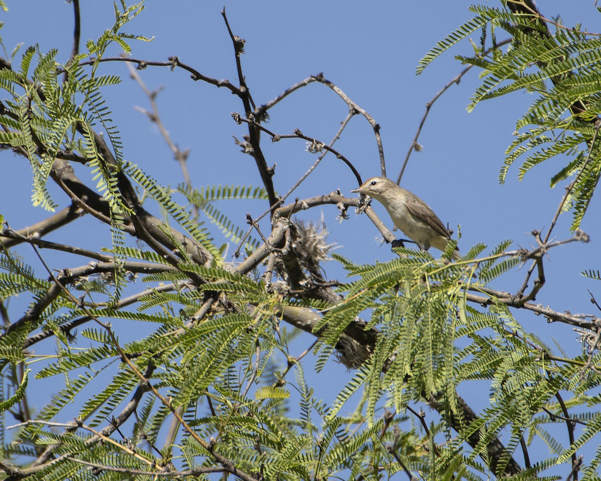 Warbling Vireo - Jose Luis Lopez