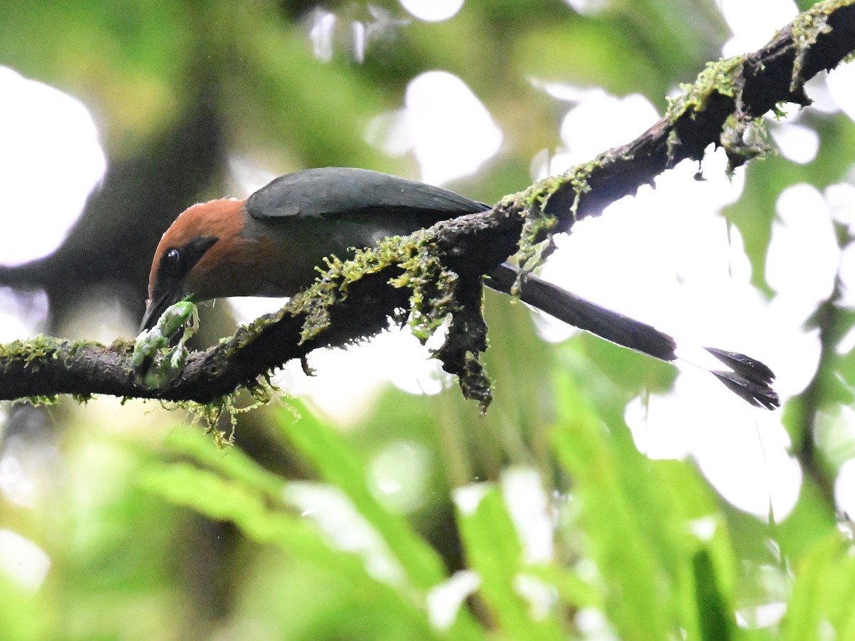 Broad-billed Motmot - Vivian Fung