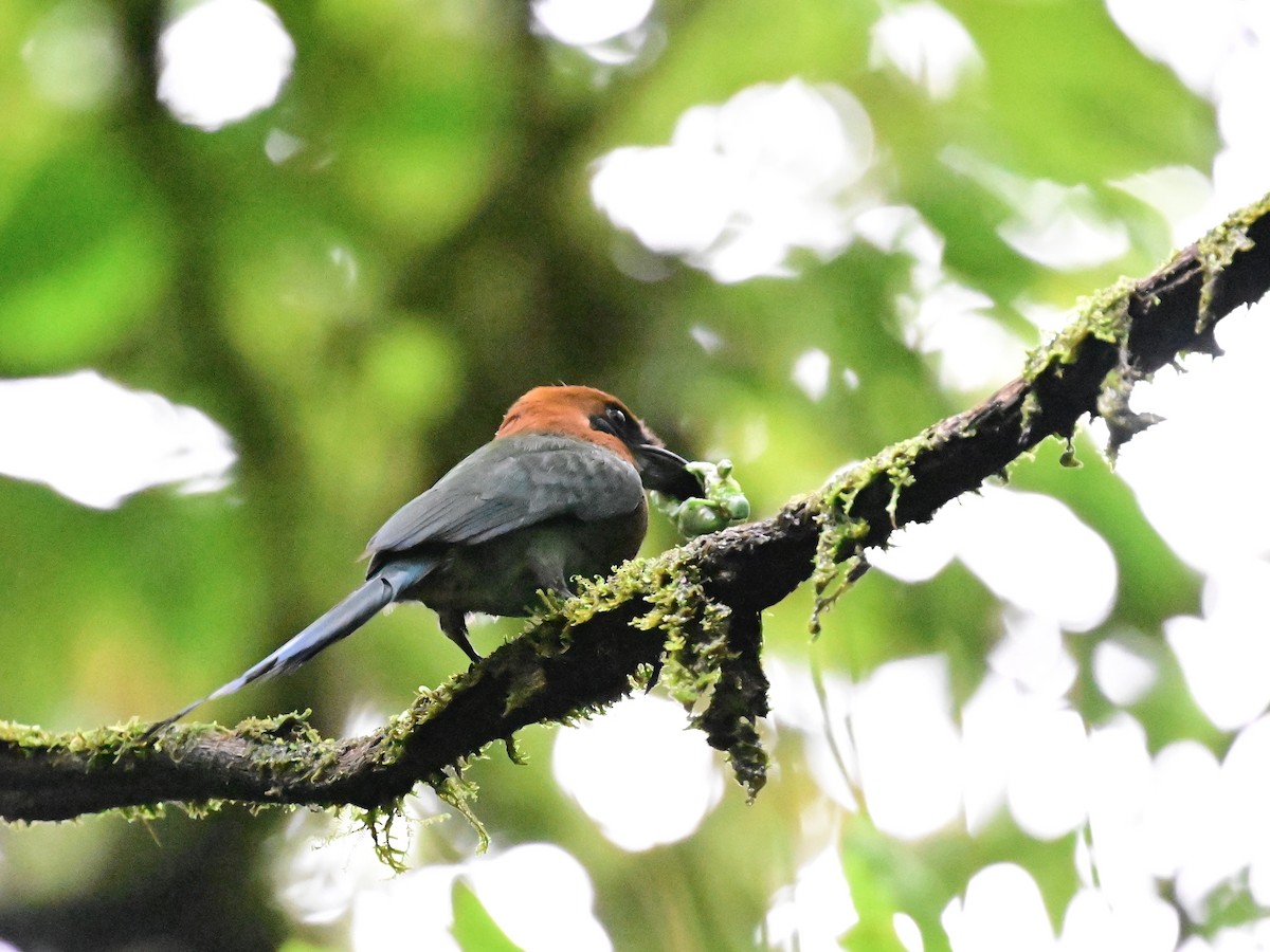 Broad-billed Motmot - Vivian Fung