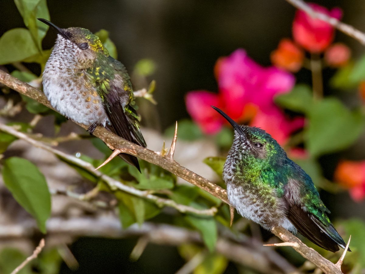 White-necked Jacobin - Imogen Warren