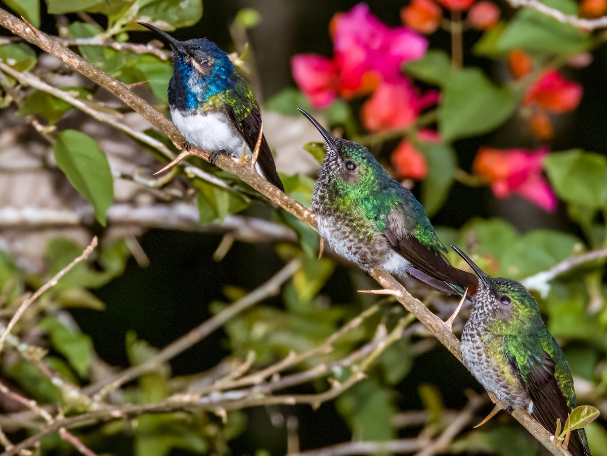 White-necked Jacobin - Imogen Warren