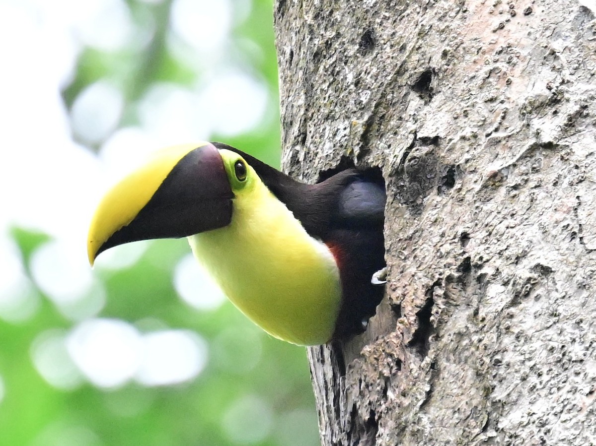 Yellow-throated Toucan - Vivian Fung