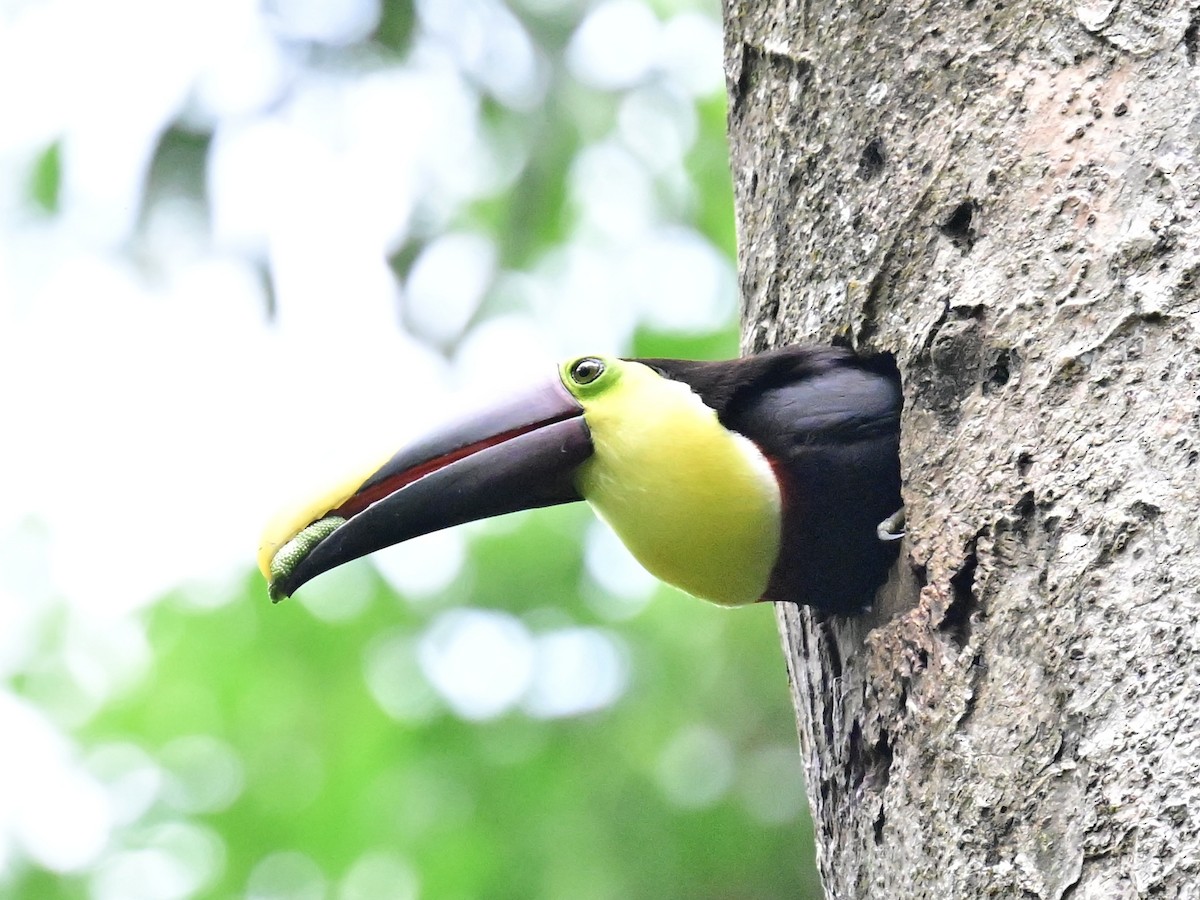 Yellow-throated Toucan - Vivian Fung