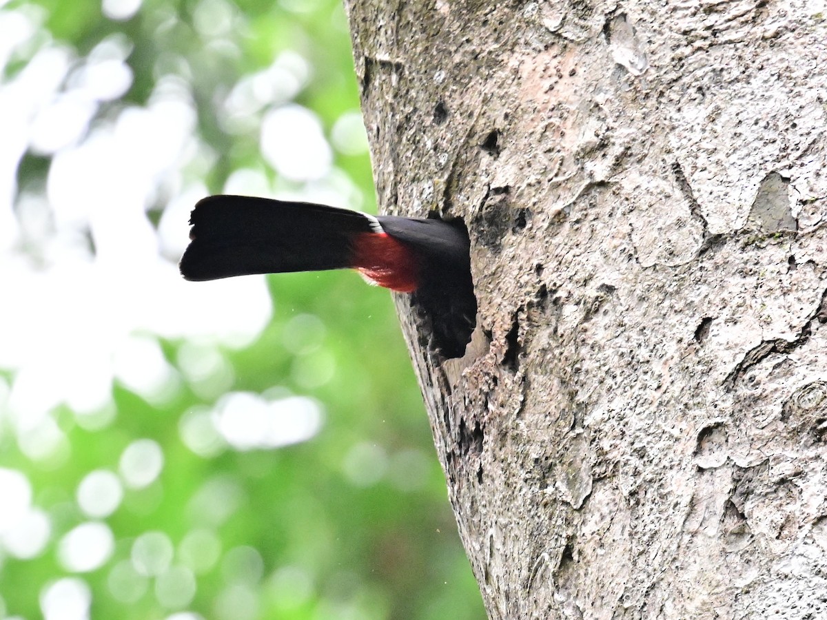 Yellow-throated Toucan - Vivian Fung