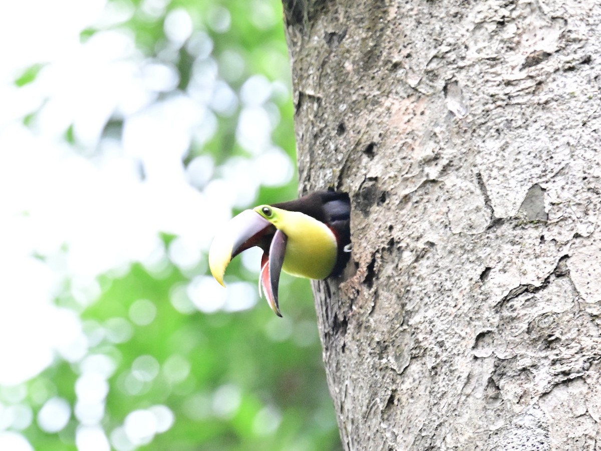 Yellow-throated Toucan - Vivian Fung